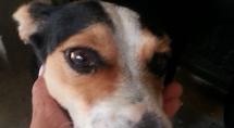 Adote um amigo! Feira de adoção de cães e gatos acontece no sábado 1º Adote um amigo! Feira de adoção de cães e gatos acontece no sábado 1º