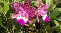 Prefeitura de Betim promove a 22ª Mostra de Orquídeas no Ceabe