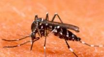 Betinenses querem mais mutirões de limpeza para combater o avanço da dengue Betinenses querem mais mutirões de limpeza para combater o avanço da dengue
