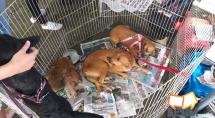Betim agora vai multar quem maltratar ou abandonar animais
