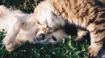 Inscrições abertas para o mutirão de castração gratuita de animais em Betim