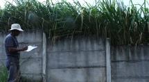 Fiscalização de lotes vagos contribui com ações de combate à dengue em Betim
