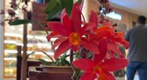 Monte Carmo recebe Festival de Orquídeas