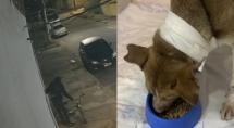 Cadela agredida por ladrão ao tentar impedir furto em Betim se recupera após cirurgia
