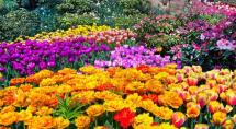 Praça do Encontro de Betim será palco do 1° Festival das Flores de Holambra