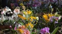 Monte Carmo comemora chegada da primavera com exposição de orquídeas Monte Carmo comemora chegada da primavera com exposição de orquídeas