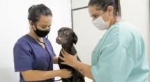 Mutirão da prefeitura vai castrar 5.000 cães e gatos em Betim