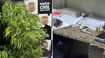 PM apreende pé de maconha e duas armas durante ocorrência no bairro Monte Calvário, em Betim