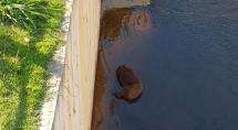 Capivara é resgatada com a pata quebrada em Betim