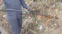 Cachorro é resgatado depois de cair em um barranco