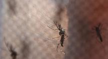Betim tem mais de mil notificações de dengue