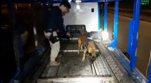 Cão-farejador da PRF localiza cocaína escondida em cegonheira