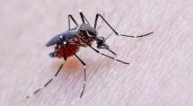 Betim tem mais de 800 notificações de dengue