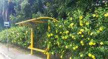 Primavera começa nesta terça-feira (22)