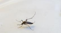 Betim confirma duas mortes em decorrência da dengue