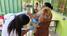 Betim avança na campanha antirrábica e já ultrapassa 12,5 mil animais imunizados