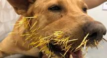Cães atacam porco-espinho e acabam feridos em Betim