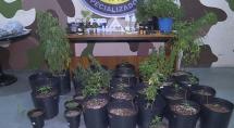 PM encontra estufa com maconha em casa de Betim