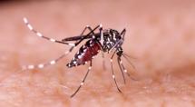 Casos de dengue disparam em Betim