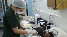 Consultas veterinárias gratuitas da Secretaria Adjunta de Proteção Animal (SEPA) passam a ser realizadas por agendamento a partir de outubro