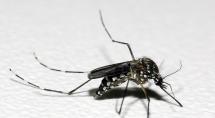 Betim registrou 14 mortes por dengue no primeiro semestre de 2019