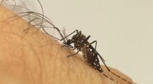 Sobe para 18 o número de mortes por dengue em Betim neste ano
