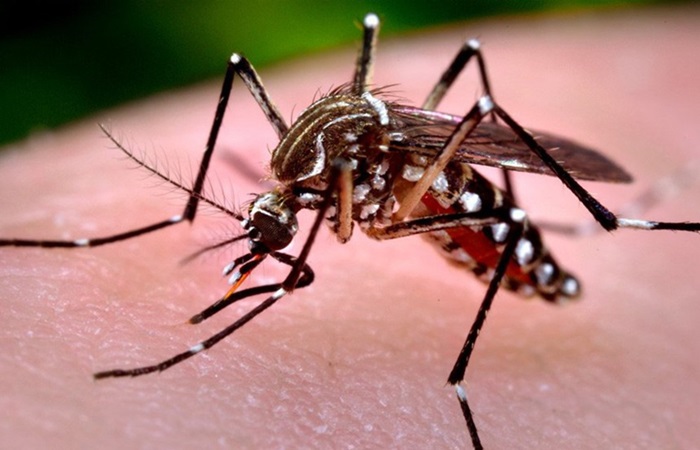 dengue01