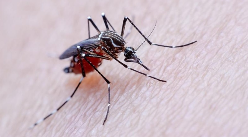 dengue