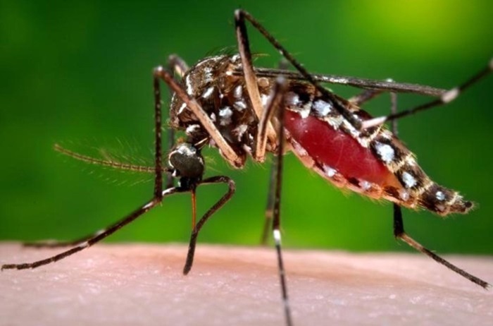 dengue