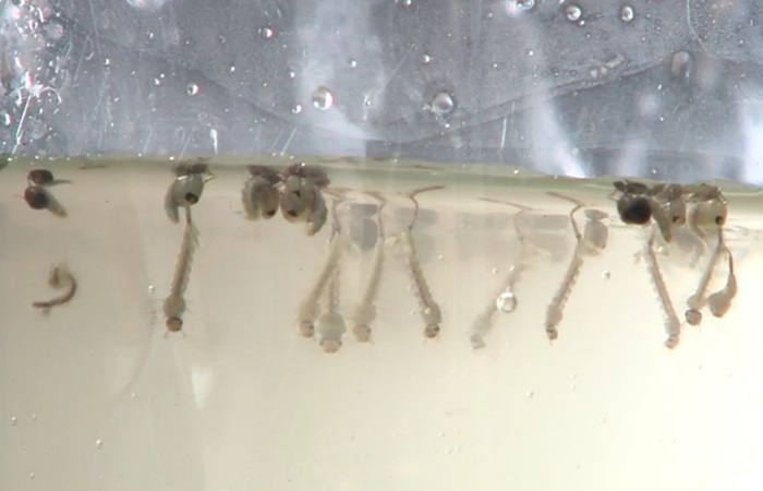 dengue02